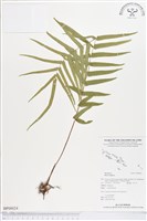 鱗蓋鳳尾蕨藏品圖，第1張