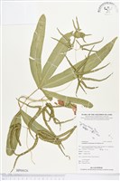 登錄號:BP00026藏品圖，第1張