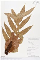 登錄號:BP00028藏品圖，第1張