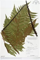 登錄號:BP00030藏品圖，第1張