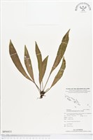 登錄號:BP00031藏品圖，第1張