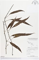 登錄號:BP00032藏品圖，第1張