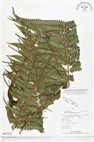 登錄號:BP00034藏品圖，第1張