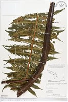 登錄號:BP00035藏品圖，第1張