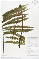 登錄號:BP00036藏品圖，第1張