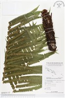 登錄號:BP00036藏品圖，第2張