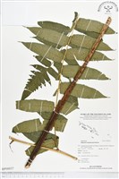 登錄號:BP00037藏品圖，第1張