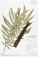 登錄號:BP00039藏品圖，第1張