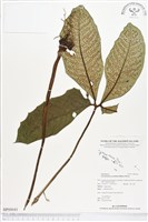 登錄號:BP00041藏品圖，第1張