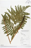 登錄號:BP00042藏品圖，第1張