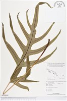 登錄號:BP00044藏品圖，第1張