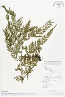 登錄號:BP00045藏品圖，第1張