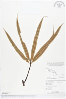 登錄號:BP00047藏品圖，第1張