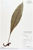 登錄號:BP00048藏品圖，第1張