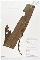 登錄號:BP00049藏品圖，第1張