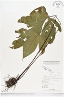 登錄號:BP00050藏品圖，第1張