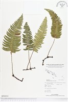 馬來陰石蕨藏品圖，第1張