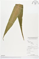 登錄號:BP00056藏品圖，第1張