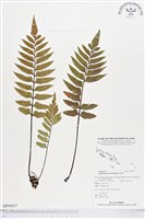 登錄號:BP00057藏品圖，第1張