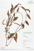 登錄號:BP00058藏品圖，第1張