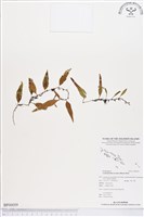登錄號:BP00059藏品圖，第1張