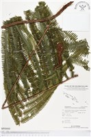 登錄號:BP00060藏品圖，第1張