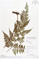 登錄號:BP00062藏品圖，第1張