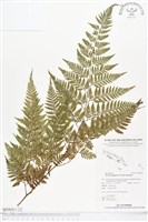 登錄號:BP00062藏品圖，第2張