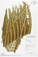 登錄號:BP00066藏品圖，第1張