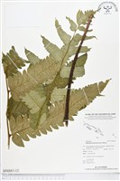 多生菜蕨藏品圖，第1張