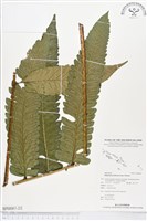 多生菜蕨藏品圖，第2張