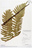 登錄號:BP00068藏品圖，第2張