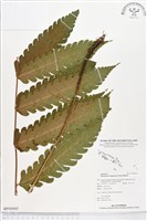 登錄號:BP00069藏品圖，第1張