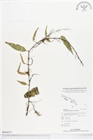 登錄號:BP00070藏品圖，第1張