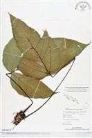 登錄號:BP00072藏品圖，第1張