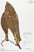 登錄號:BP00073藏品圖，第1張