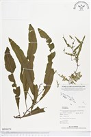 登錄號:BP00074藏品圖，第1張