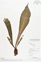 水芋葉車前、美葉車前蕨藏品圖，第1張