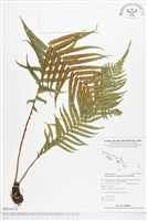 登錄號:BP00076藏品圖，第1張