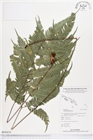 登錄號:BP00078藏品圖，第1張