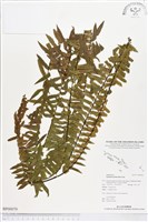 登錄號:BP00079藏品圖，第1張