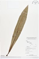 臺灣山蘇花藏品圖，第1張