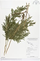 登錄號:BP00082藏品圖，第1張