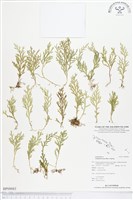 登錄號:BP00083藏品圖，第1張