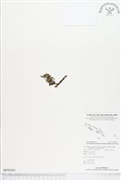 登錄號:BP00084藏品圖，第1張