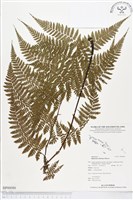 登錄號:BP00086藏品圖，第1張