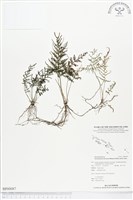 登錄號:BP00087藏品圖，第1張