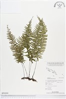 單邊鐵角蕨藏品圖，第1張