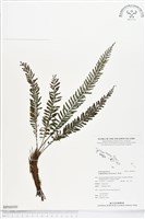 登錄號:BP00090藏品圖，第1張