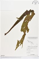 登錄號:BP00091藏品圖，第1張